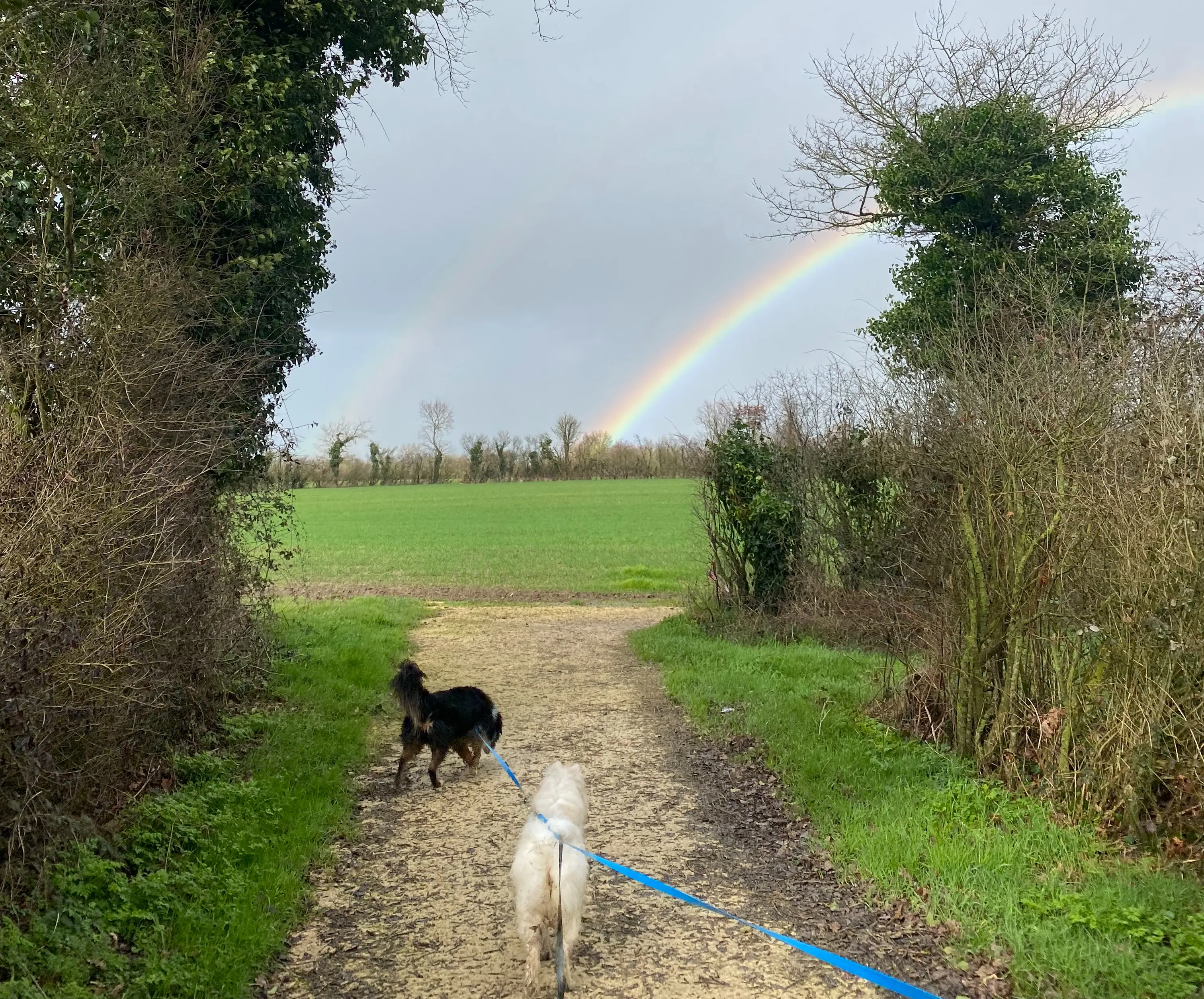 balade avec deux chiens en longe sur un chemin de campagne avec arc-en-ciel