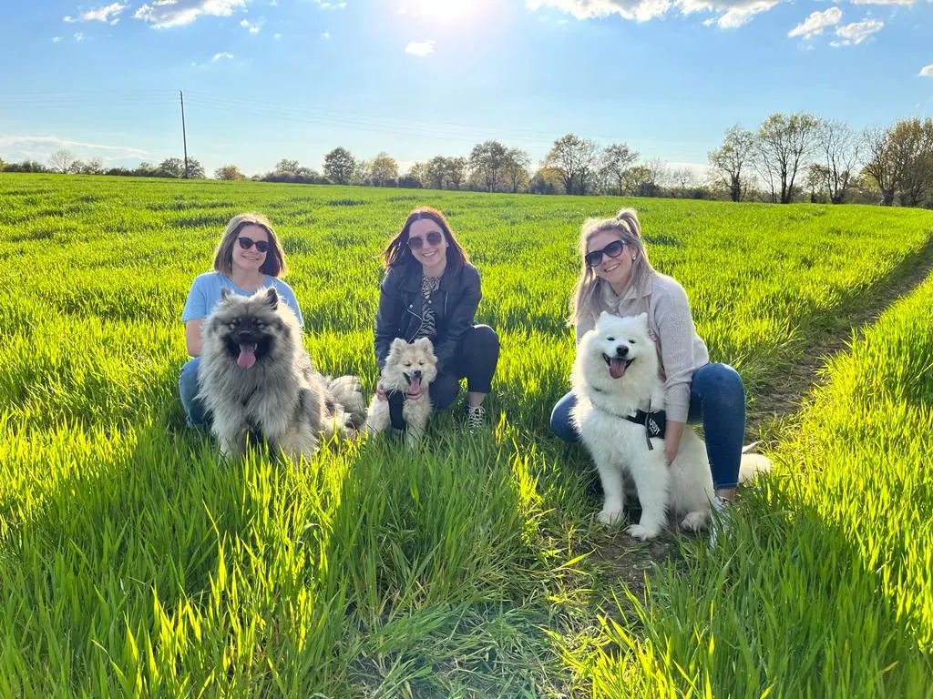 groupe de clients en balade avec chiens eurasier et samoyède dans un champ verdoyant