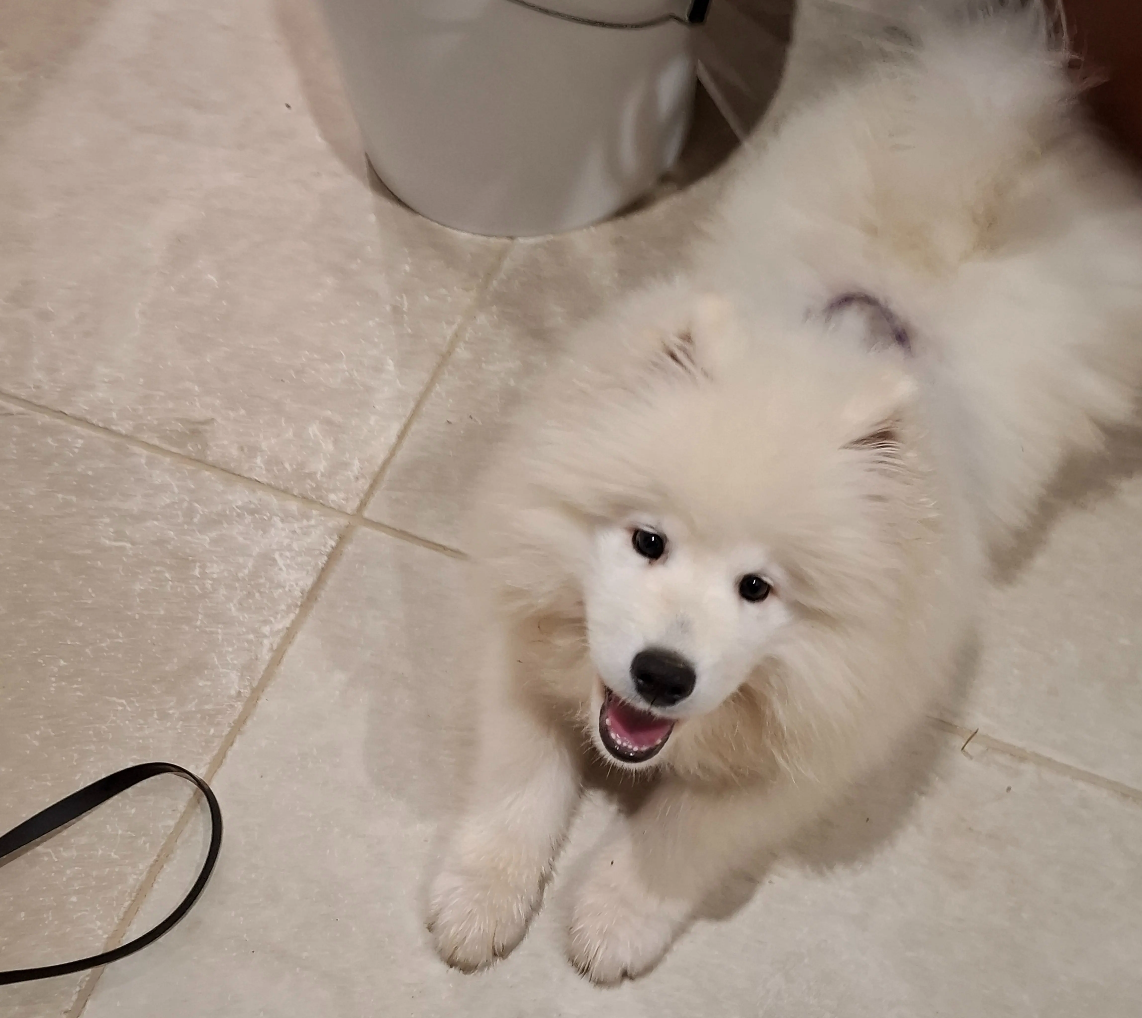 chiot samoyède blanc allongé au sol regardant l'objectif en intérieur