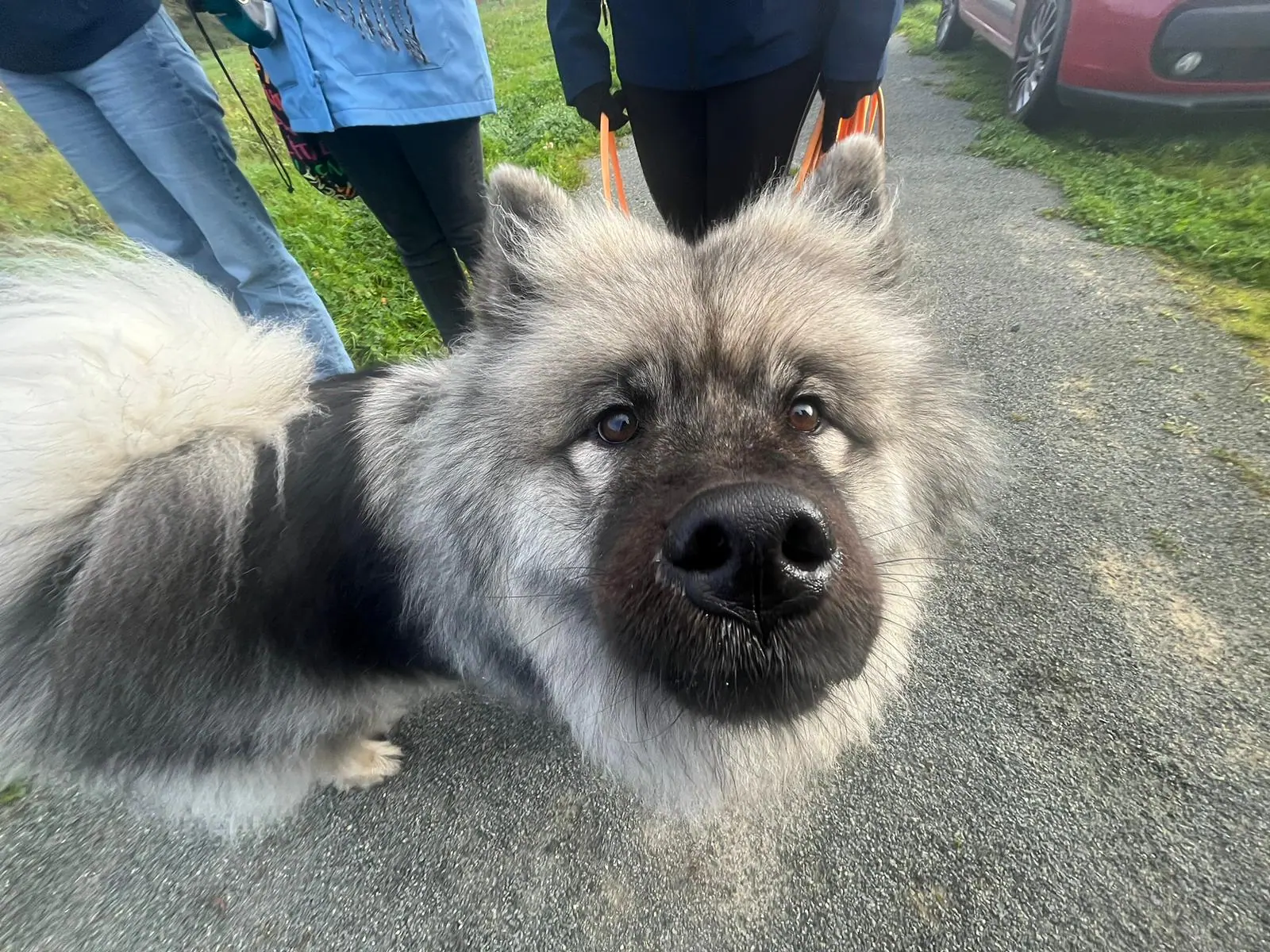 eurasier Koda en balade extérieure, éducation canine So'Waf Cugand