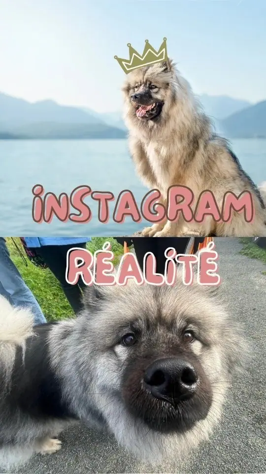 Post Instagram So'Waf humoristique comparant Instagram et la réalité avec un eurasier
