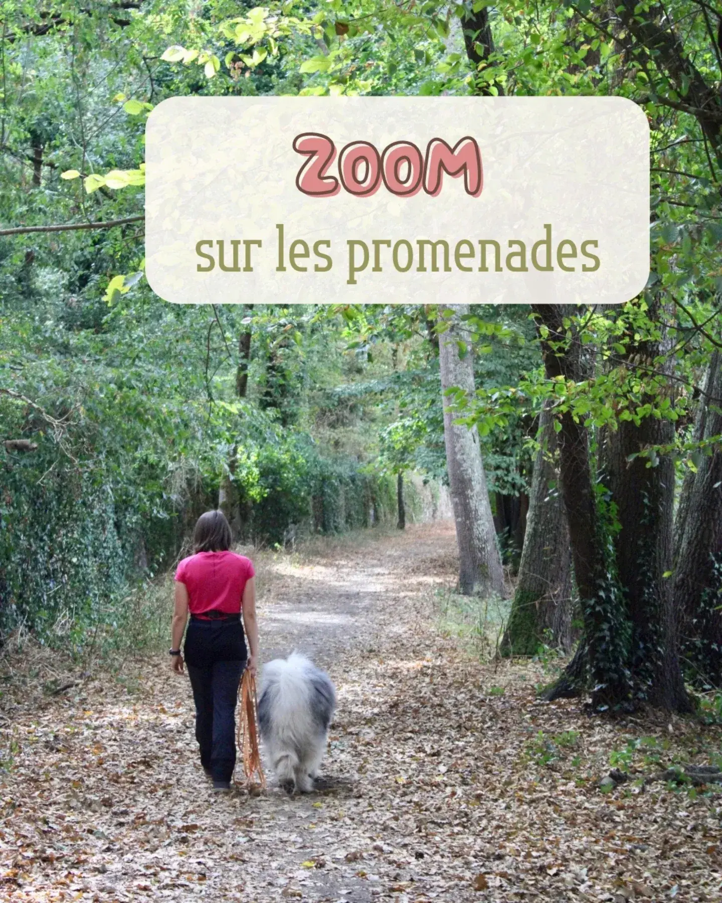 Post Instagram So'Waf sur les promenades canines, balade en forêt avec un chien en longe