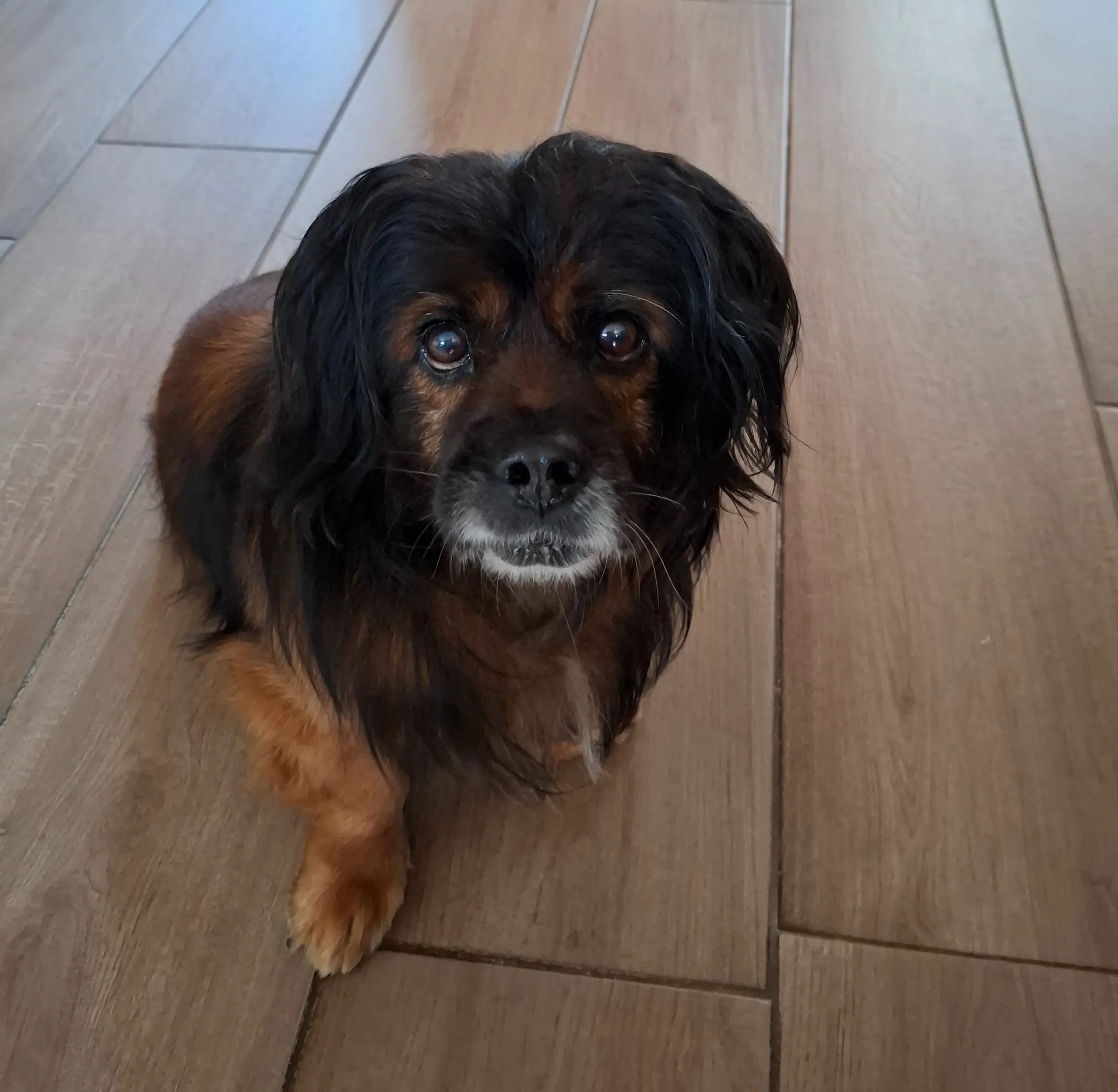 petit chien croisé à poil long marron et noir en intérieur