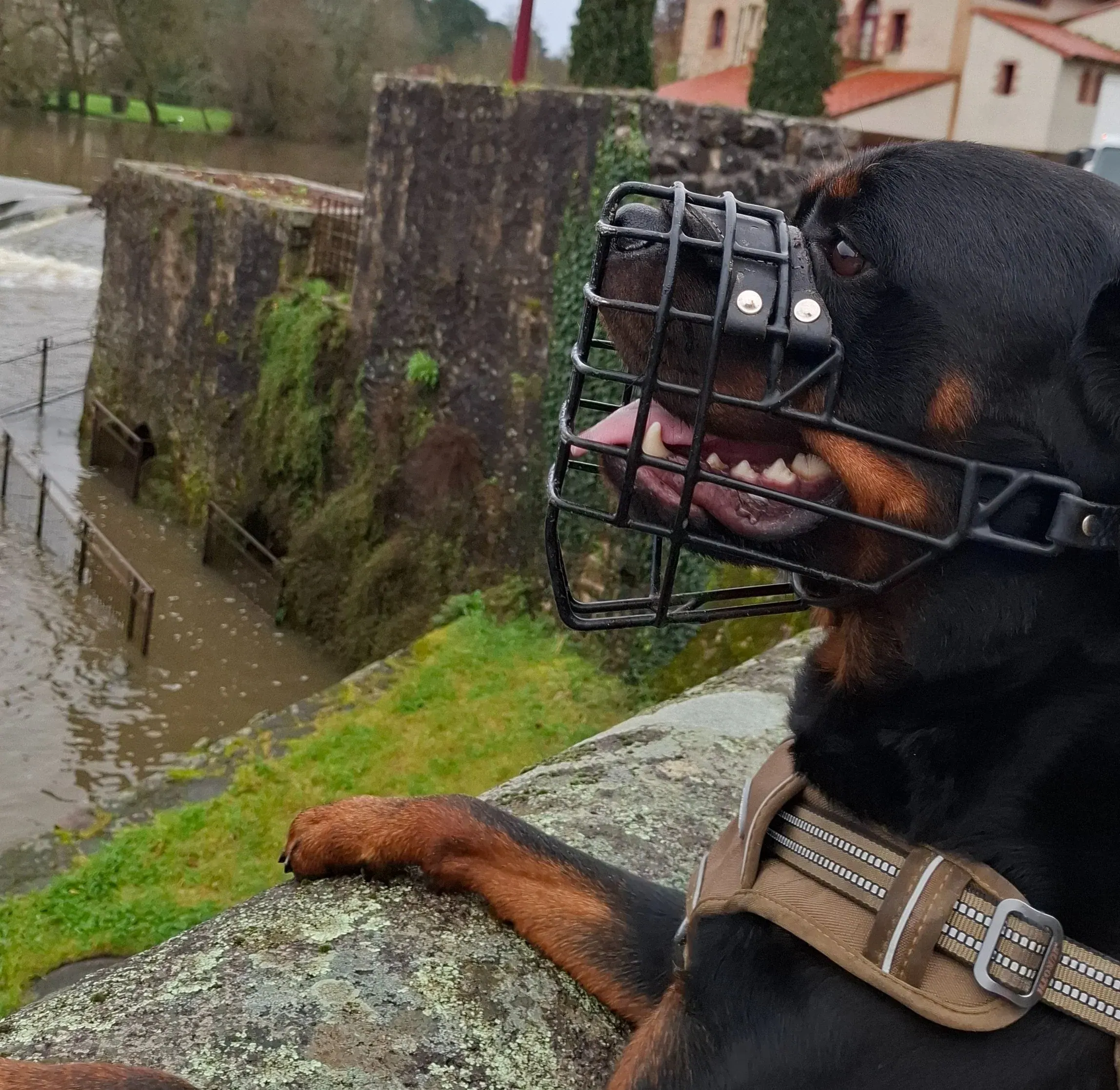 rottweiler portant une muselière lors d'une balade en extérieur près d'un cours d'eau
