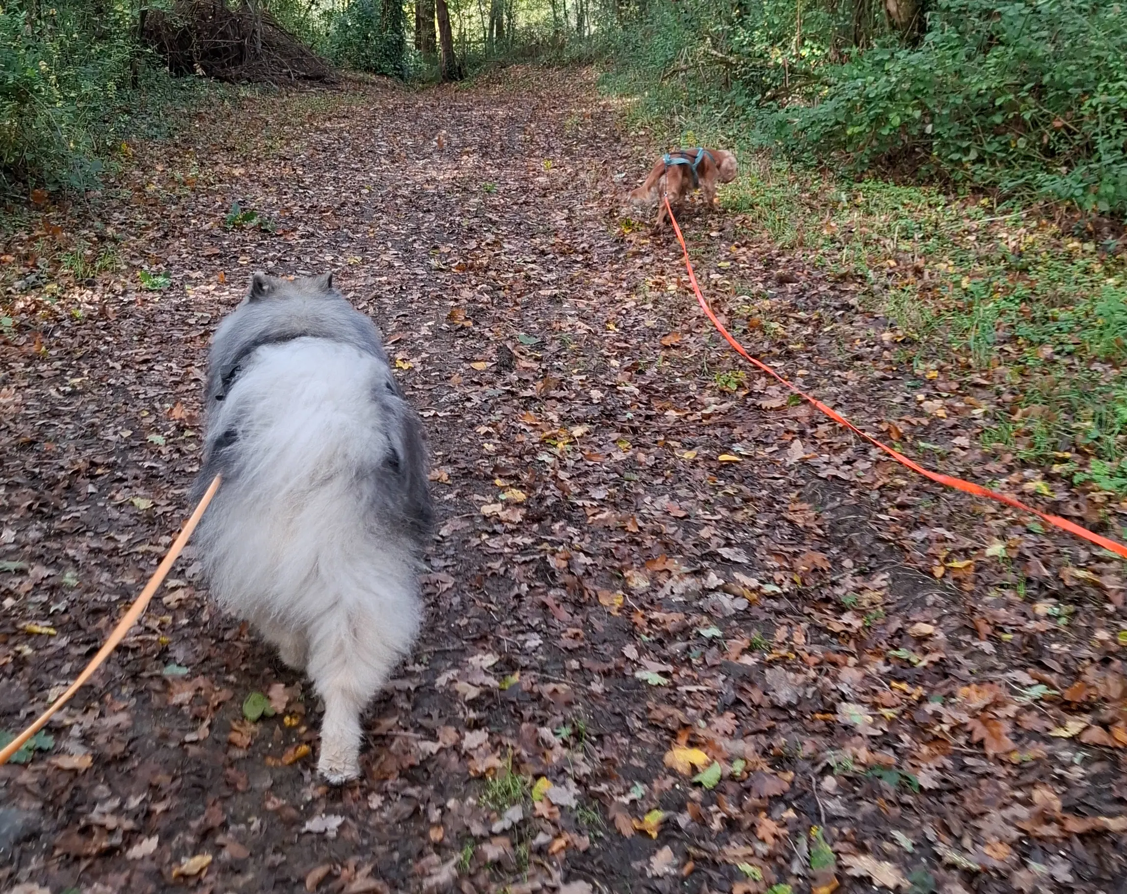 balade éducative avec chiens en longe en forêt